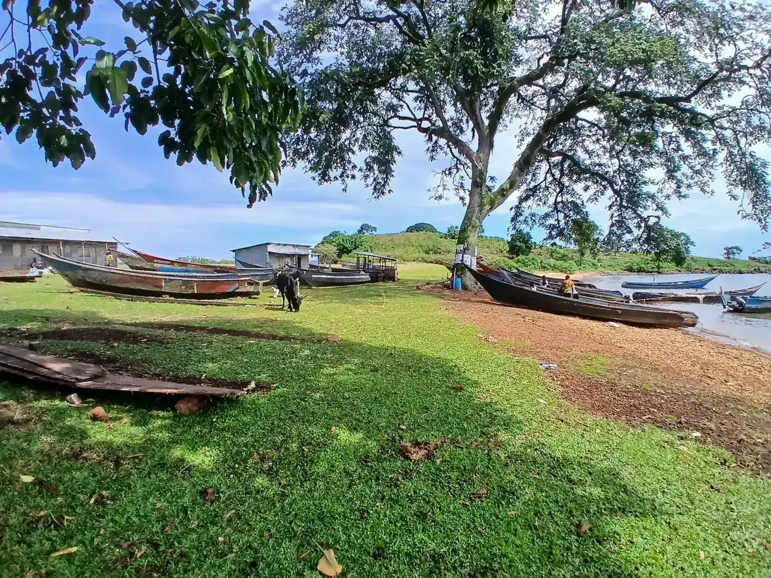 Fishing boats resting on a grassy landing site under large shade trees on the Ssese Islands