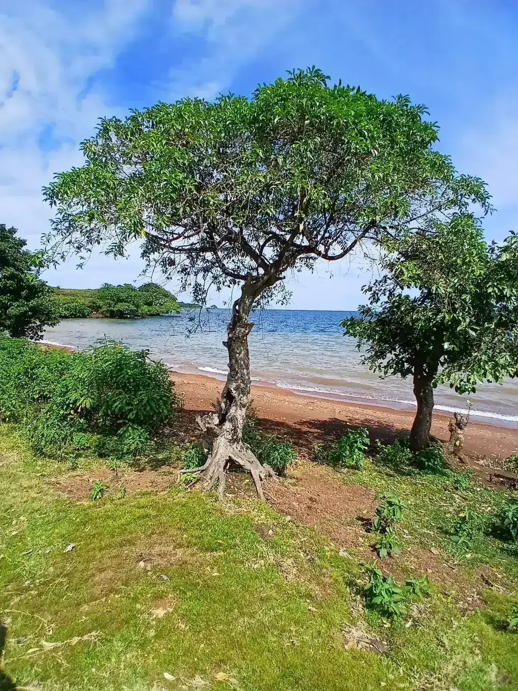 A lone tree on a grassy bank above a red-sand beach and the blue waters of Lake Victoria